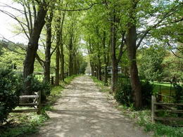 Maple Lined Drive - Country homes for sale and luxury real estate including horse farms and property in the Caledon and King City areas near Toronto